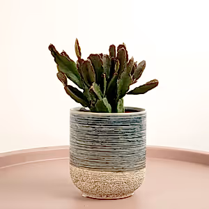 Mistletoe Cactus | Agudoensis | Hard To Find - Indoor Plant