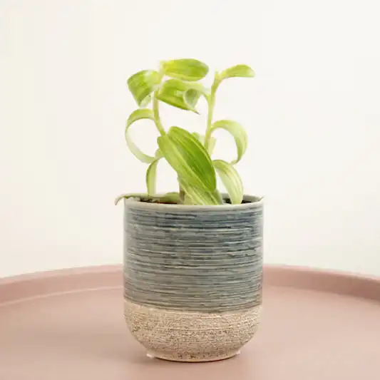Wandering Dude | Fuzzy Sillamontana | Climbing & Vine Plants