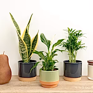 Breathe Easy | Plant Bundle - Indoor Plant