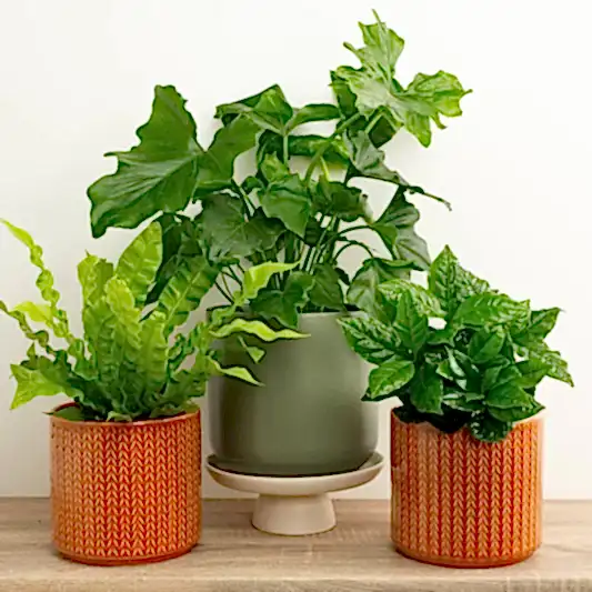 Housewarming | Plant Bundle | Houseplant Bundles