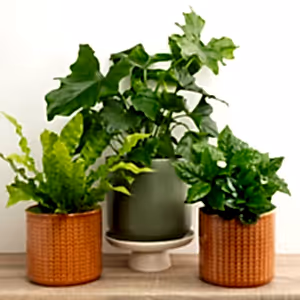 Housewarming | Plant Bundle - Indoor Plant