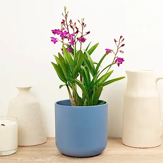 Dendrobium Orchid | Berry Oda | Hard To Find | Potted Houseplants
