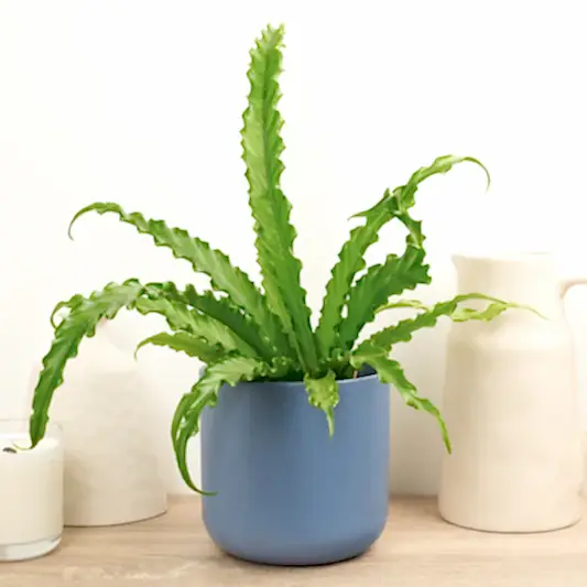 Birds Nest Fern | Osaka | Indoor Fern Plants