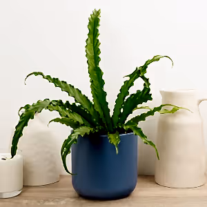 Birds Nest Fern | Osaka - Indoor Plant