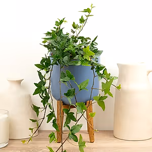 English Ivy | Shamrock - Indoor Plant