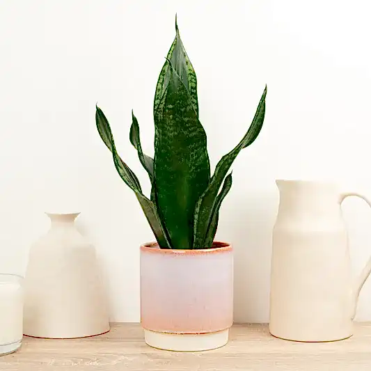 Snake Plant | Grey Stripe Whitney | Indoor Succulent Plants