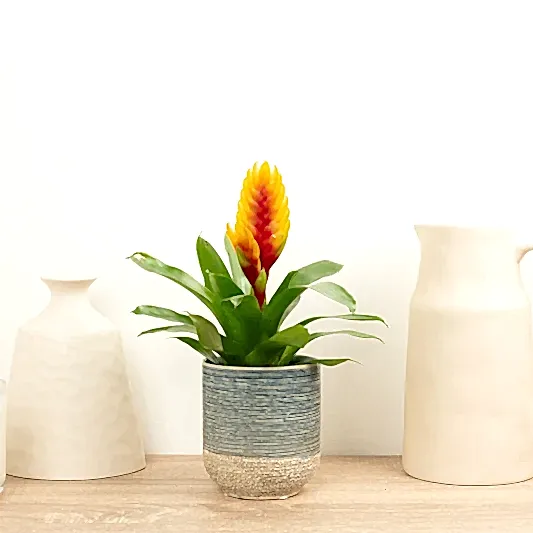 Vriesea Flaming Sword | Delphinus | Large Leaf Plants