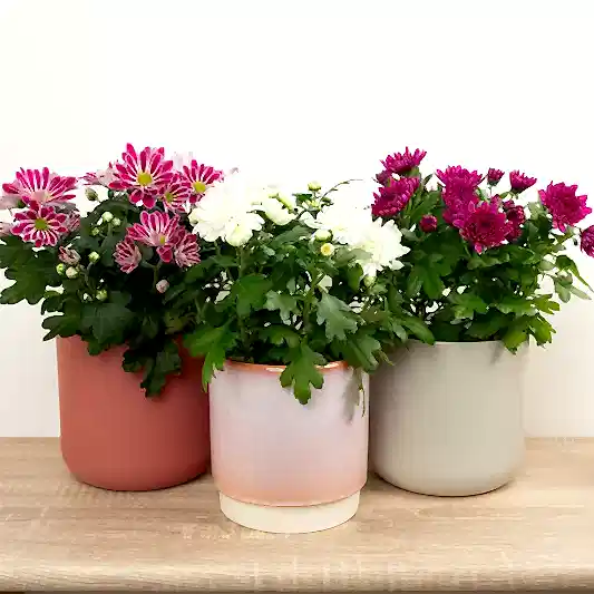 Flowering Mums | Mystery Box | Perfect Plants for Under £50