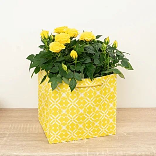 Flowering Rose | Yellow Gift | Spring Plants