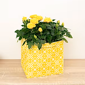 Flowering Rose | Yellow Gift - Indoor Plant