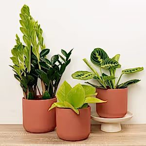 Leaf It To Me | Plant Bundle - Indoor Plant