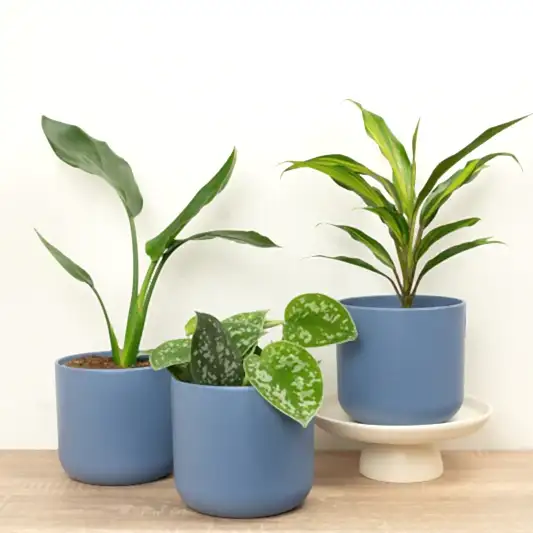 Tranquil Tropics | Plant Bundle | Pothos & Epipremnum Plants