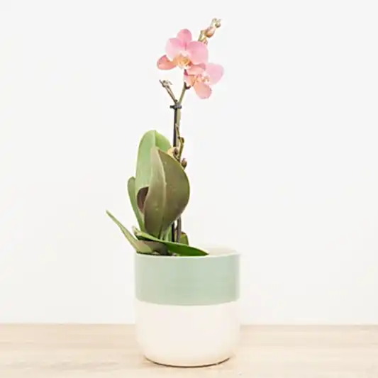 Phalaenopsis Orchid | Kolibri No 4 | Orchid Plants