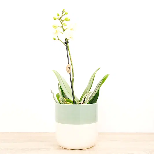 Phalaenopsis Orchid | Kolibri No 1 | Orchid Plants