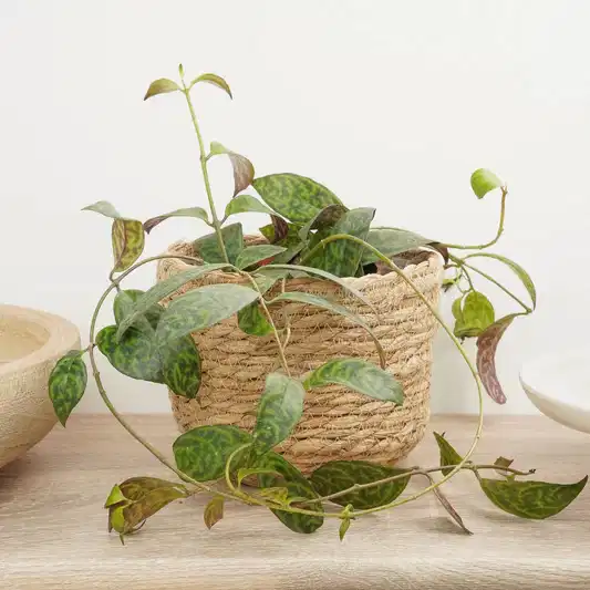 Zebra Lipstick Vine | Rare Plant | Potted Houseplants