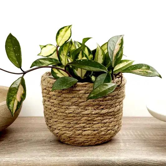Wax Plant | Tricolour | Climbing & Vine Plants