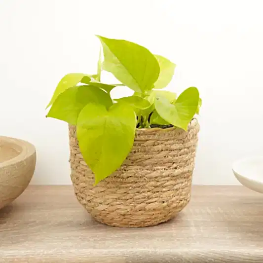 Pothos | Neon | Climbing & Vine Plants