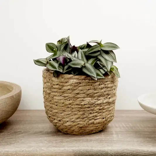 Wandering Dude | Zebrina | Indoor Hanging Plants