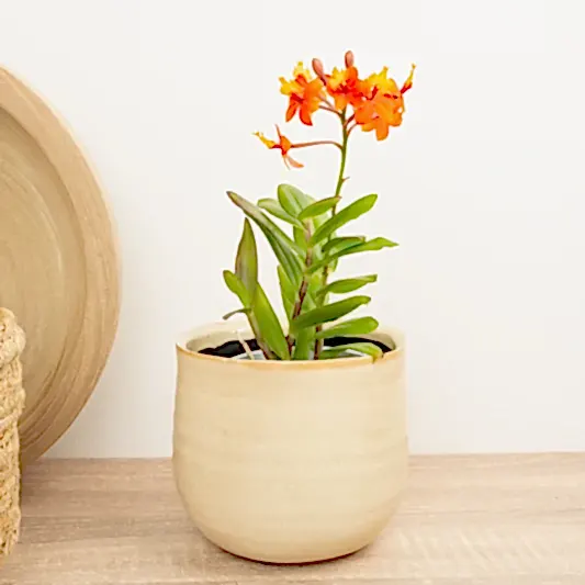 Epidendrum Ibaguense Bronze | Orchid Plants