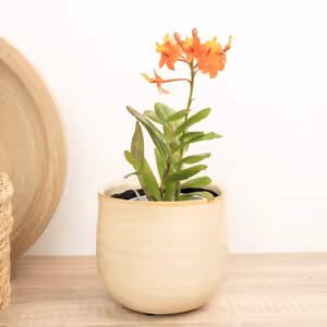 Epidendrum Ibaguense Bronze - Indoor Plant