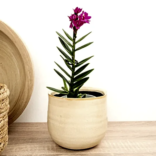 Epidendrum Ibaguense Purple | Orchid Plants