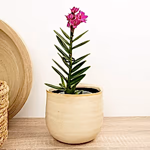 Epidendrum Ibaguense Purple - Indoor Plant