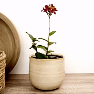 Epidendrum Ibaguense Raspberry - Indoor Plant