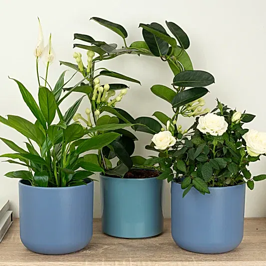 White Wonders | Plant Bundle | 
