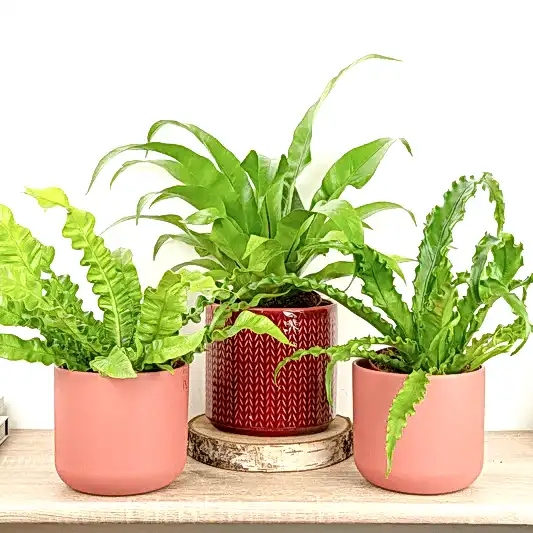 Home To Nest | Plant Bundle | Plant Gifts