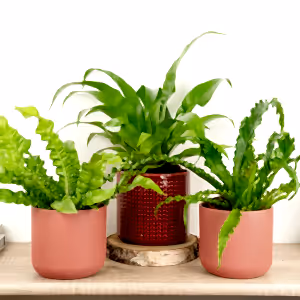 Home To Nest | Plant Bundle - Indoor Plant