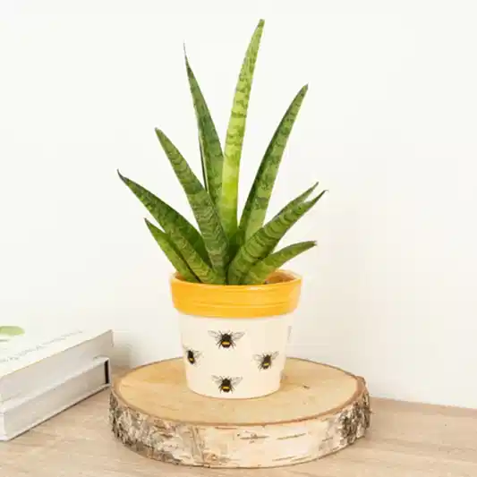 Snake Plant | Firework | Snake Plants