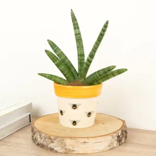 Snake Plant | Skyline | Small Plants & Tot Pots