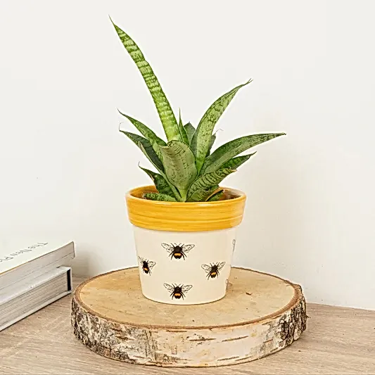 Snake Plant | Star | Spring Plants