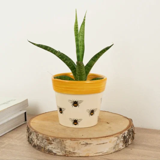 Snake Plant | Galaxy | Snake Plants
