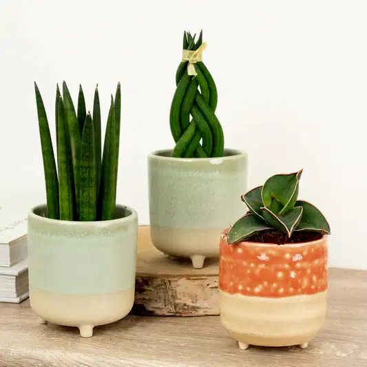 Small Snake-tacular | Plant Bundle | Plant Gifts