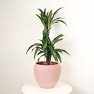 Palm | Ulises - Indoor Plant