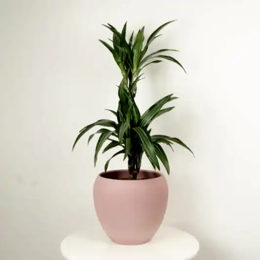 Palm | Ulises | Trees & Bonsai