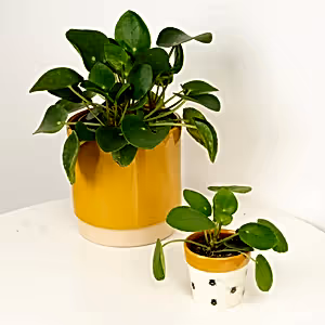 Chinese Money Plant - Indoor Plant