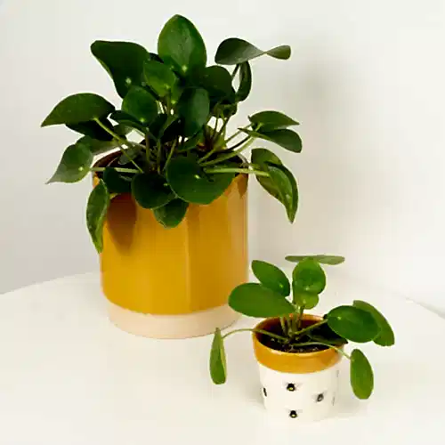 Chinese Money Plant