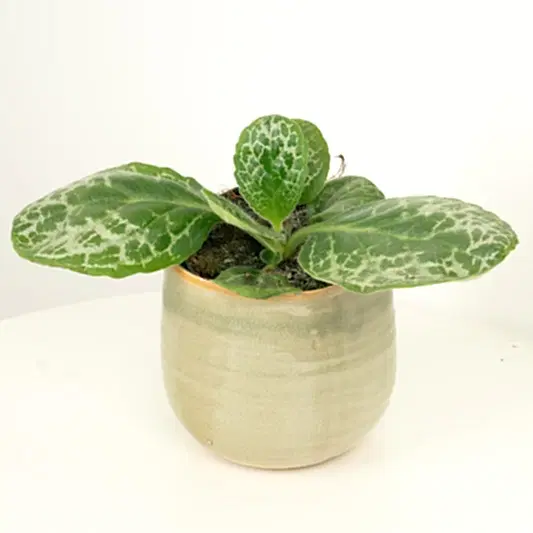 Streptocarpus | Pretty Turtle | Potted Houseplants