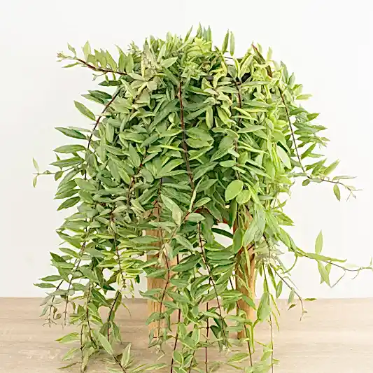 Variegated Lipstick Plant | Albo | Hard To Find | Potted Houseplants