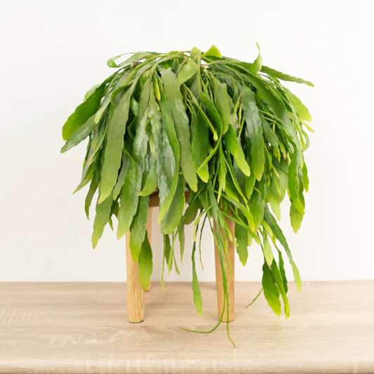 Mistletoe Cactus | Red Coral | Indoor Hanging Plants
