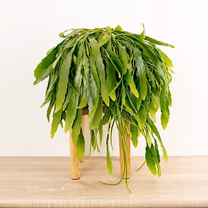 Mistletoe Cactus | Red Coral - Indoor Plant