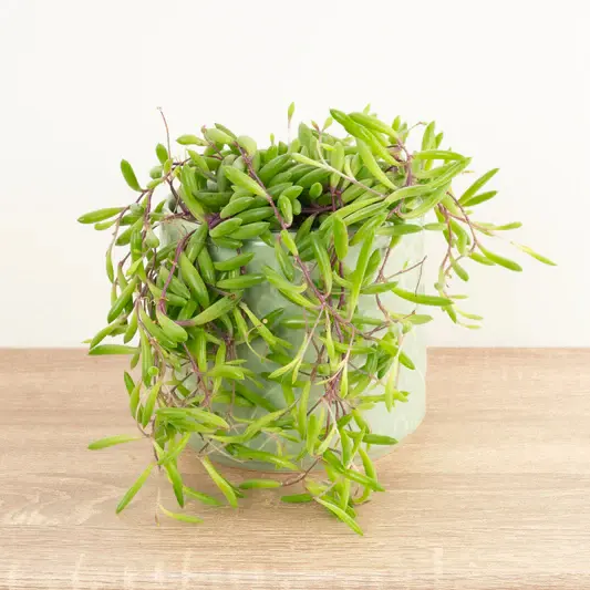 String Of Bananas | Purple Flush | Indoor Succulent Plants