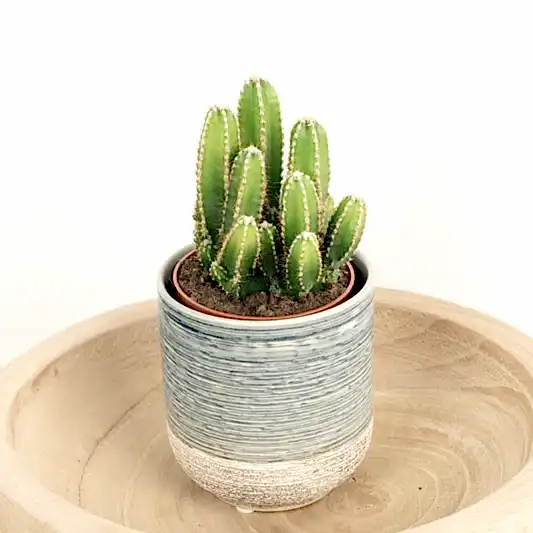 Apple Cactus Florida | Indoor Plants