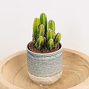 Apple Cactus Florida - Indoor Plant