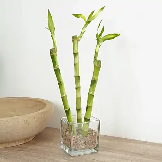 Lucky Bamboo Trio In Glass | Trees & Bonsai