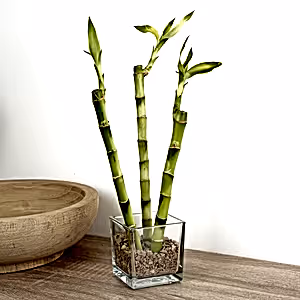 Lucky Bamboo Trio In Glass - Indoor Plant