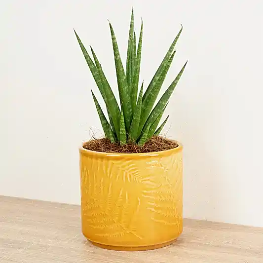 Snake Plant | Dancing Queen | Spring Plants