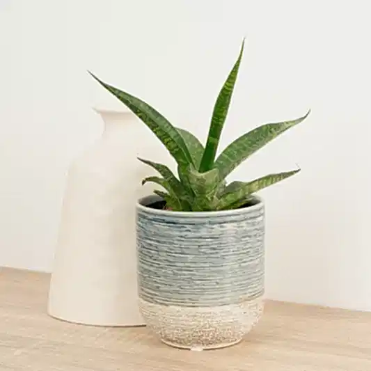 Snake Plant | Galaxy | Potted Houseplants